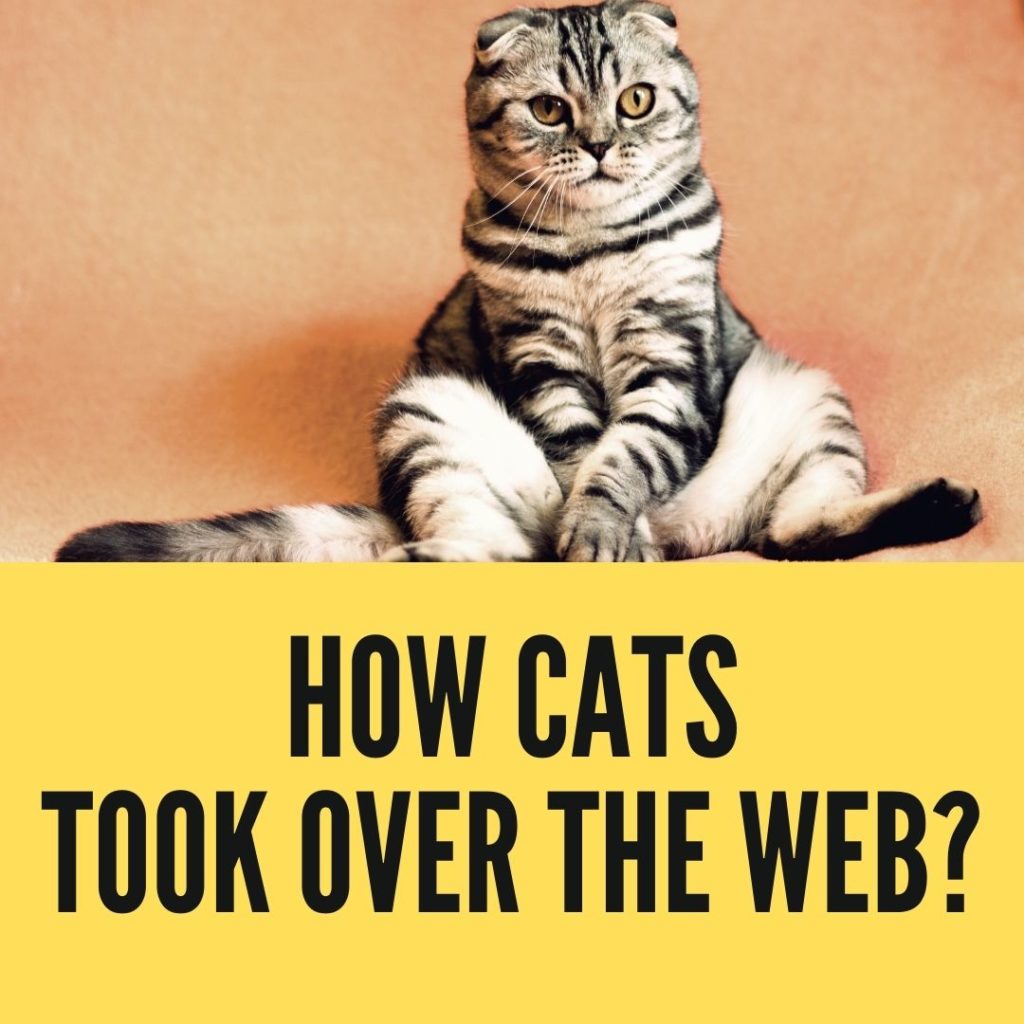 How cats took over the Web