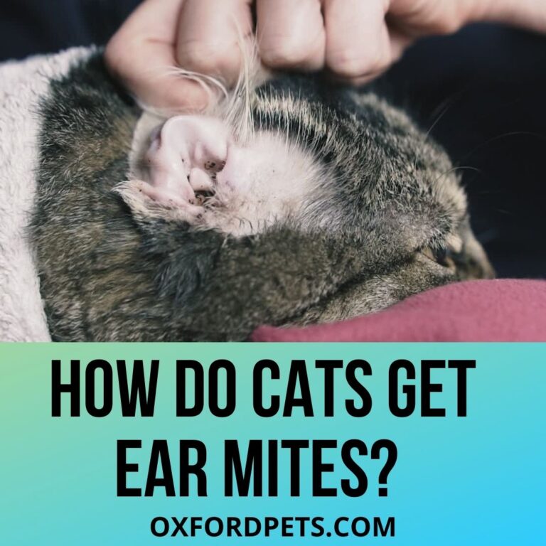 How Do Cats Get Ear Mites? 5 Reasons Explained. Oxford Pets