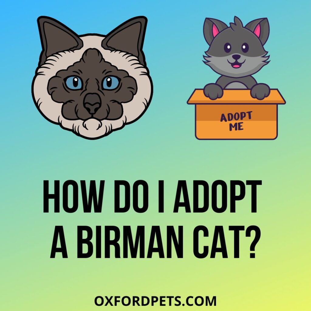 How Do I Adopt a Birman