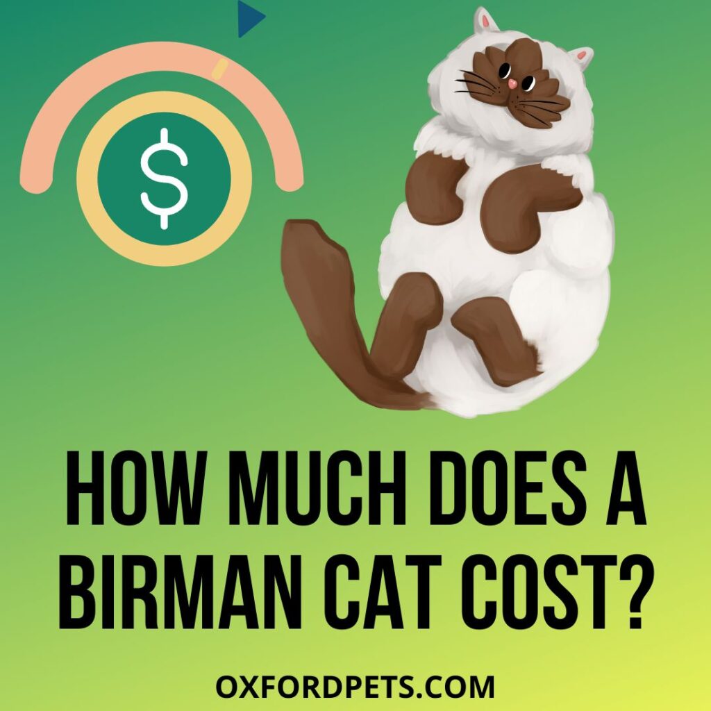 How Much Does a Birman Cat Cost