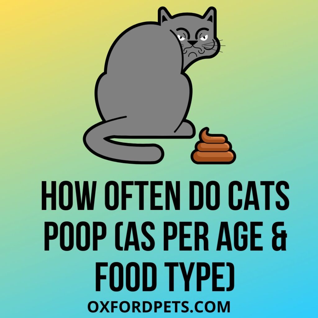 How Often Do Cats Poop As Per Age & Food Type