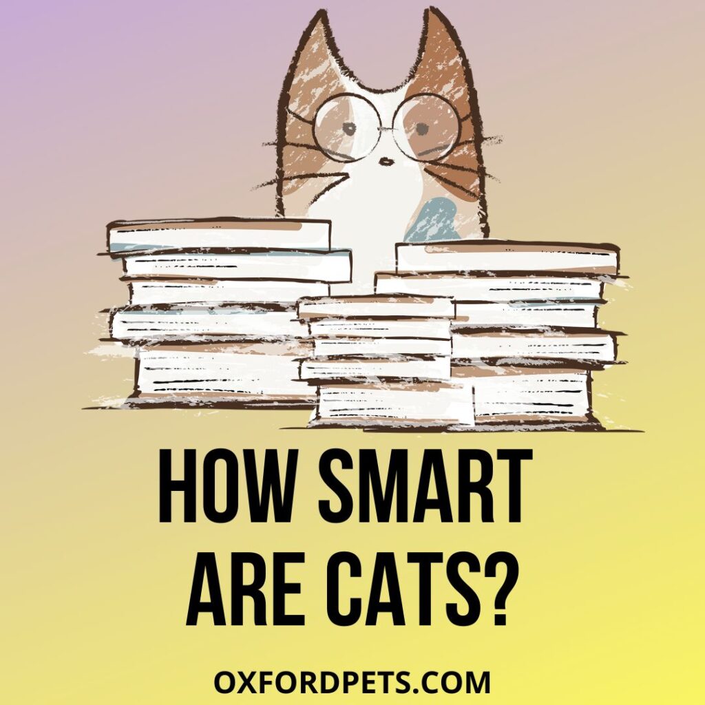 How Smart Are Cats