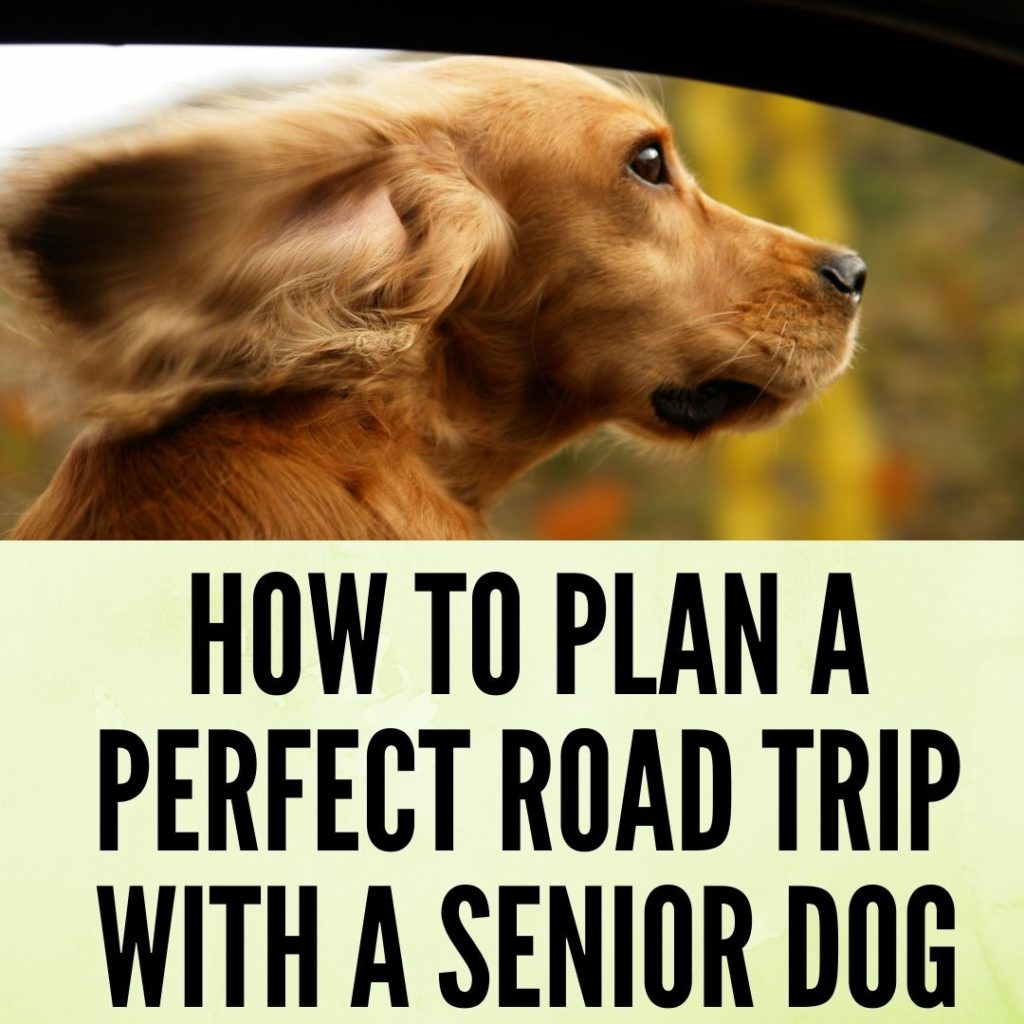 How to Plan the Perfect Road Trip with a Senior Dog
