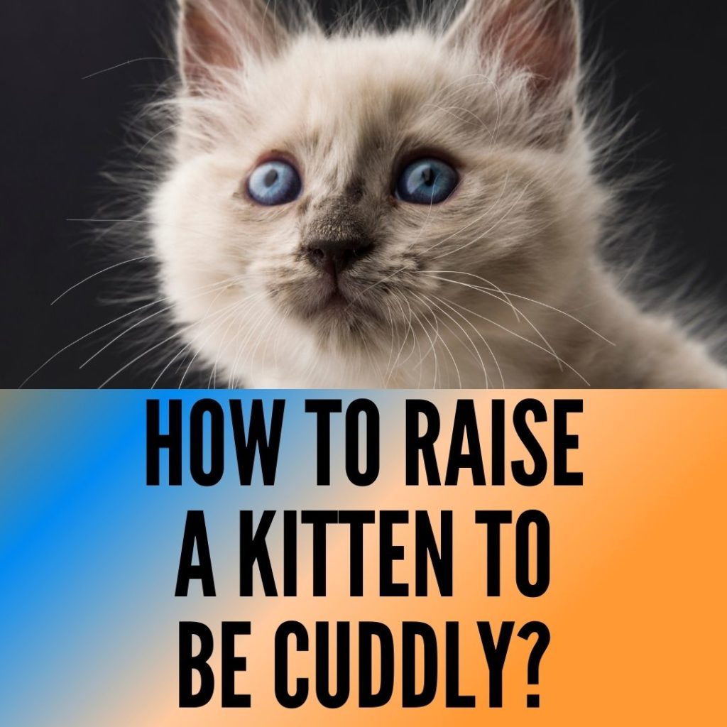 How to raise a kitten to be cuddly