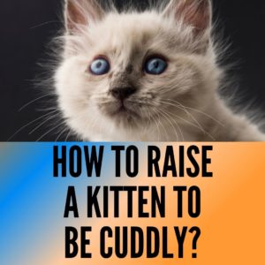 How to Raise a Kitten to be Cuddly? 9 Ways Explained! - Oxford Pets