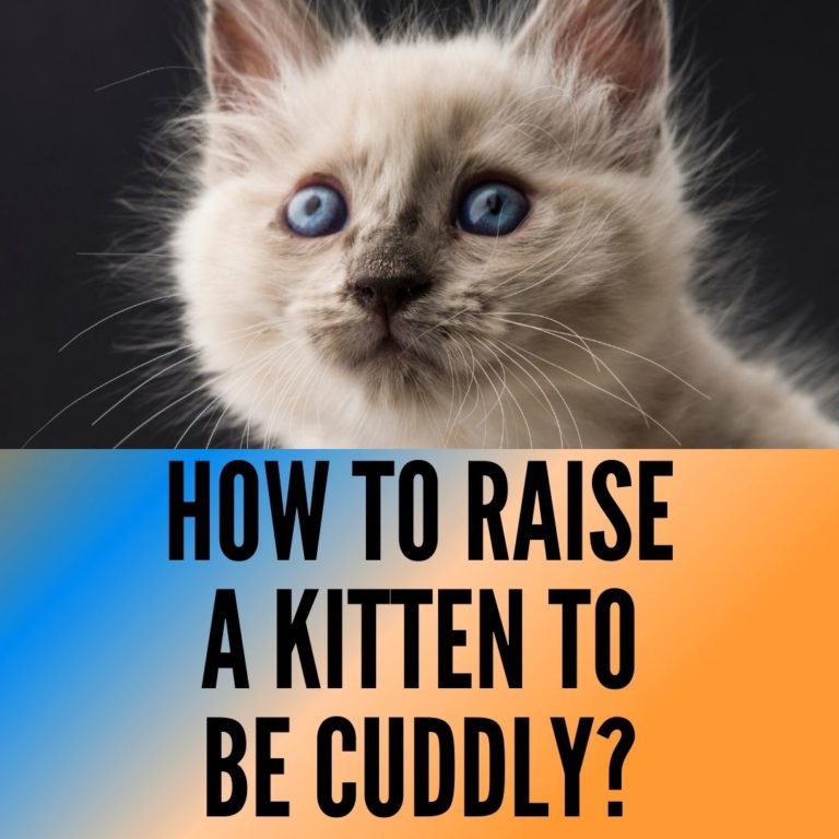  how to raise a kitten to be cuddly 9 ways explained oxford pets