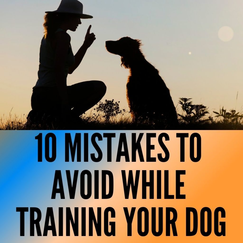 10 Mistakes to Avoid While Training Your Dog