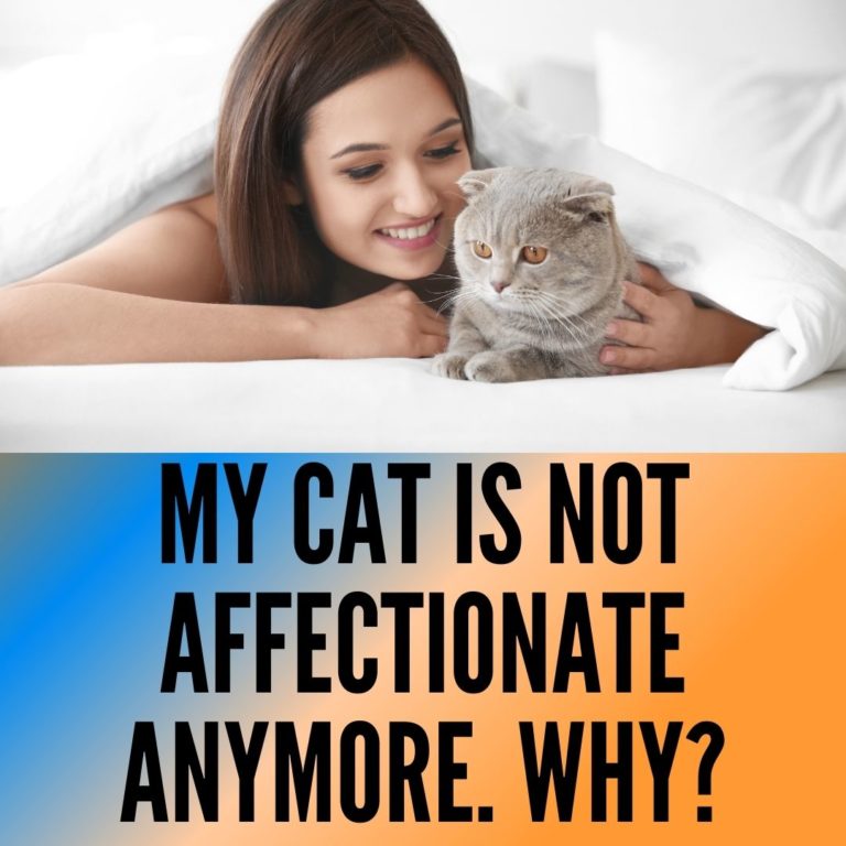 My Cat Is Not Affectionate Anymore; 6 Reasons Why? Oxford Pets