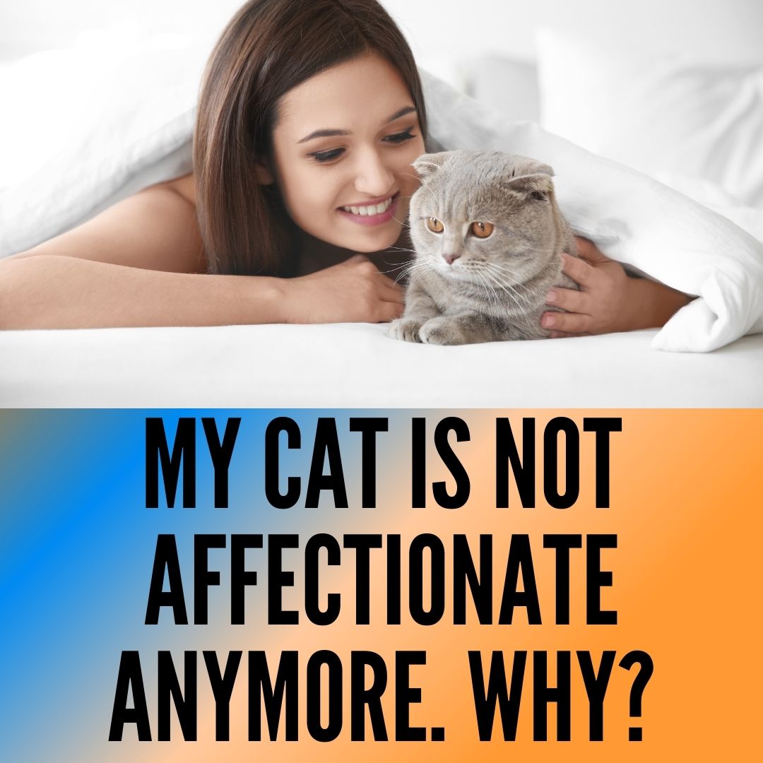 my-cat-is-not-affectionate-anymore-6-reasons-why-oxford-pets