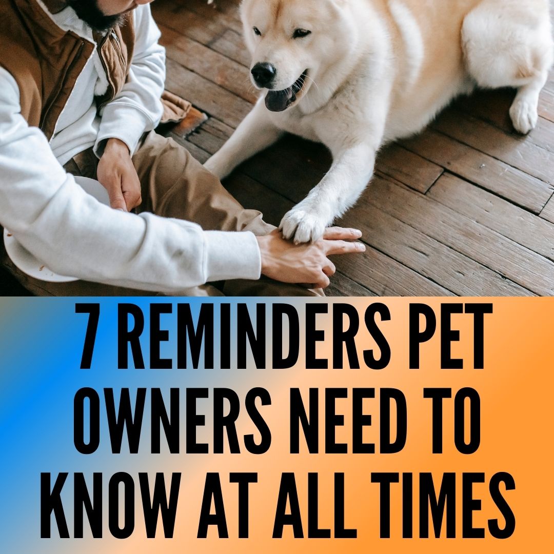 7 Important Reminders Pet Owners Need to Know at All Times