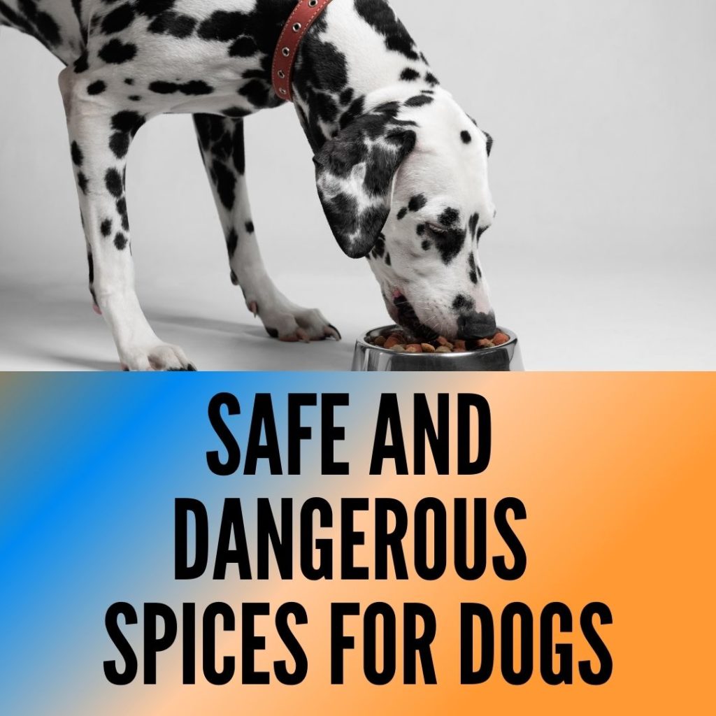 Safe and Dangerous Spices for Dogs