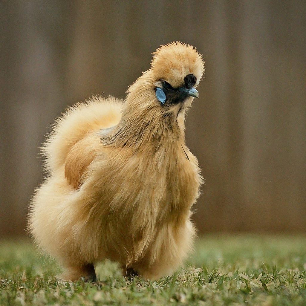 Chinese Silkie Black Chicken Breed