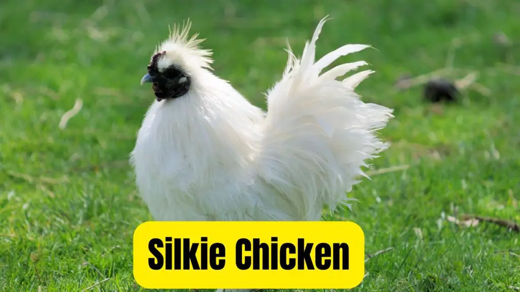 Silkie black chicken breed