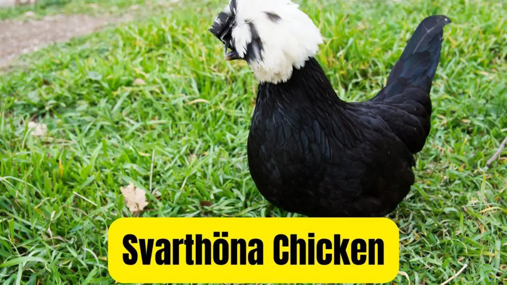 Svarthöna black chicken