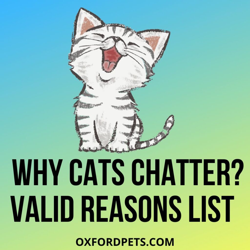 Understanding Why Do Cats Chatter