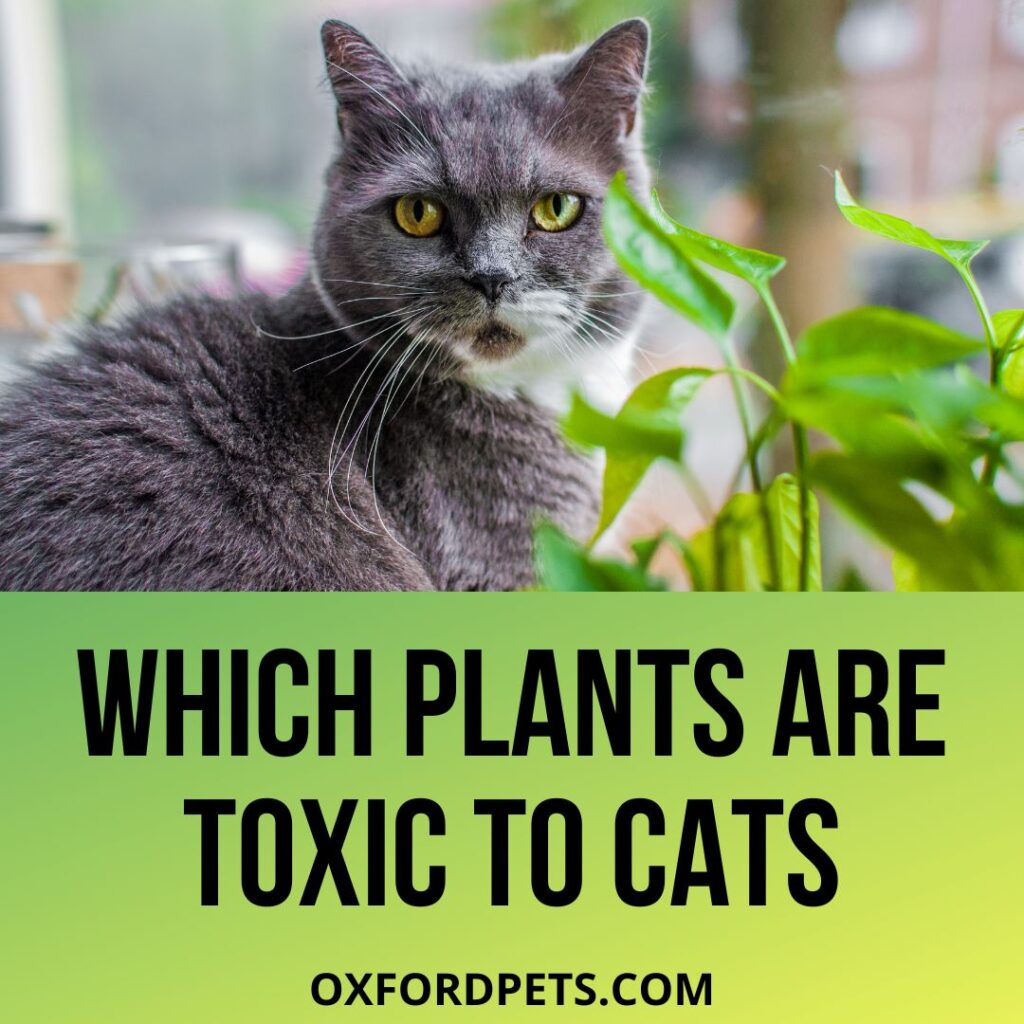 What Plants Are Toxic to Cats