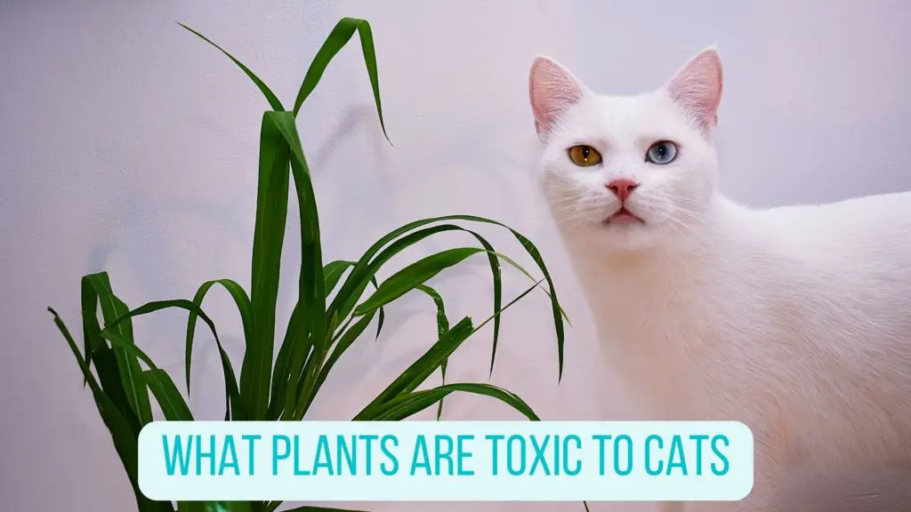 Plants Are Toxic to Cats