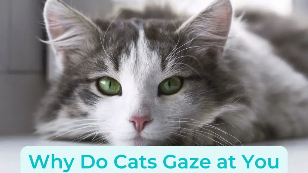 Why Do Cats Gaze at You