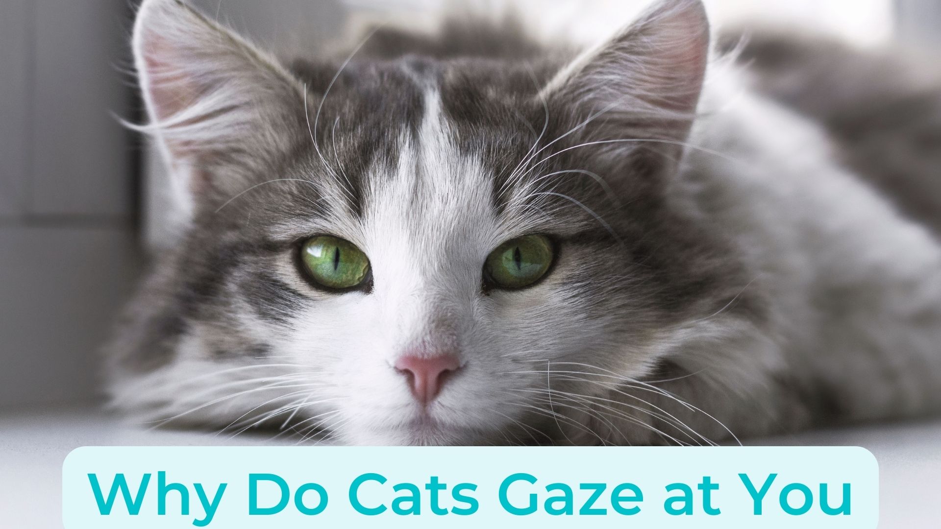 Why Do Cats Gaze At You? Should I Stare Back At My Cat? - Oxford Pets