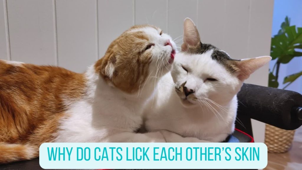 Why Do Cats Lick Each Others Skin