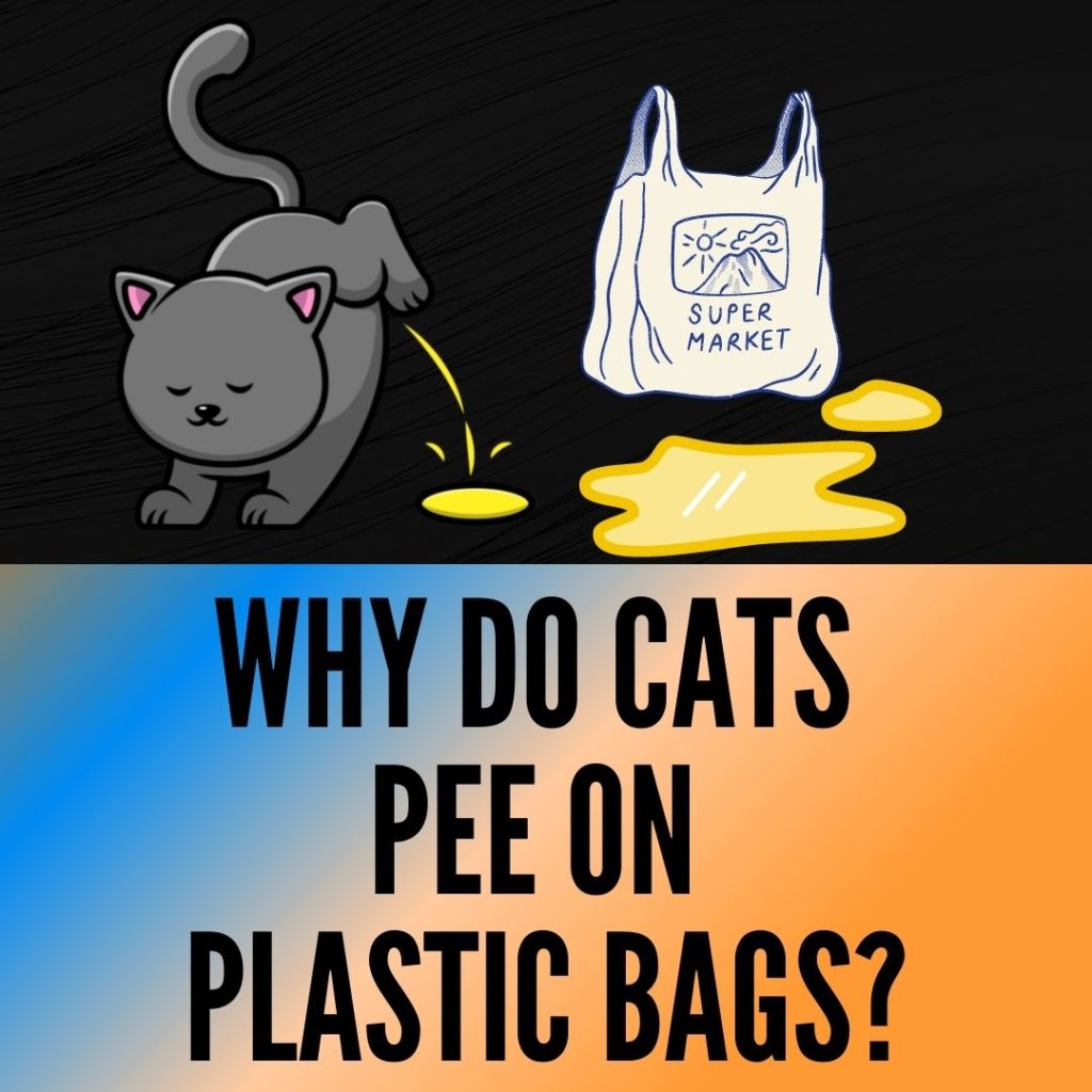 Why Do Cats Pee On Plastic Bags
