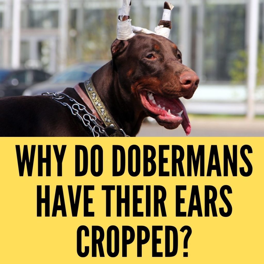 Why do Dobermans have their ears cropped