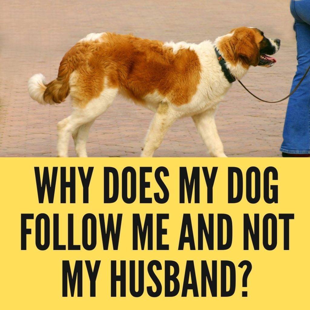 Why does my dog follow me and not my husband