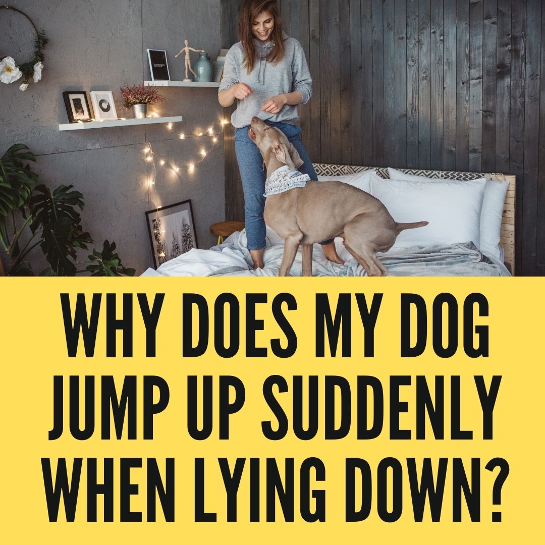 Why does my dog jump up suddenly when lying down