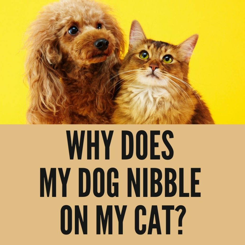 Why does my dog nibble on my cat