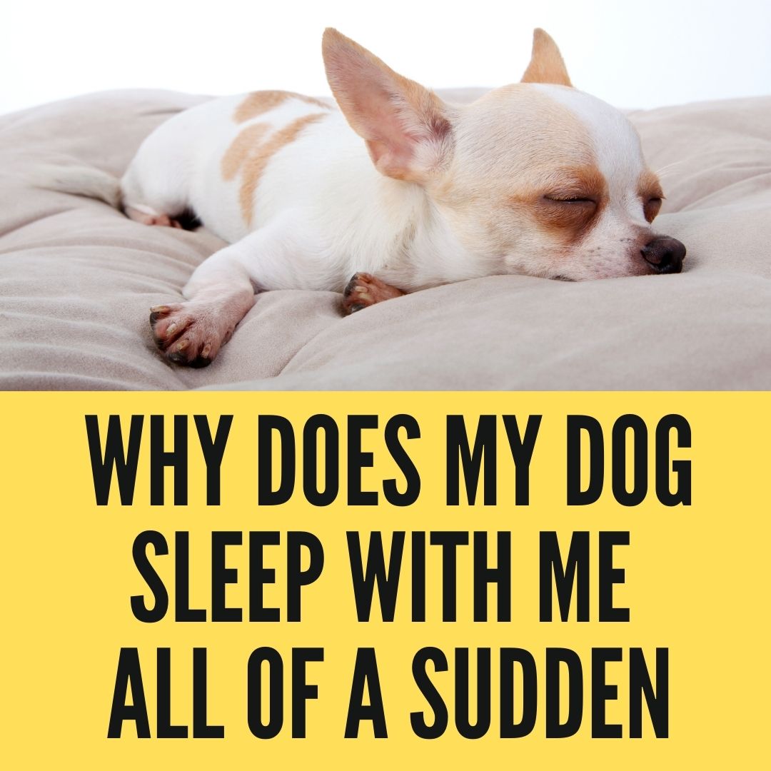 Why does my dog want to sleep with me? 9 Reasons