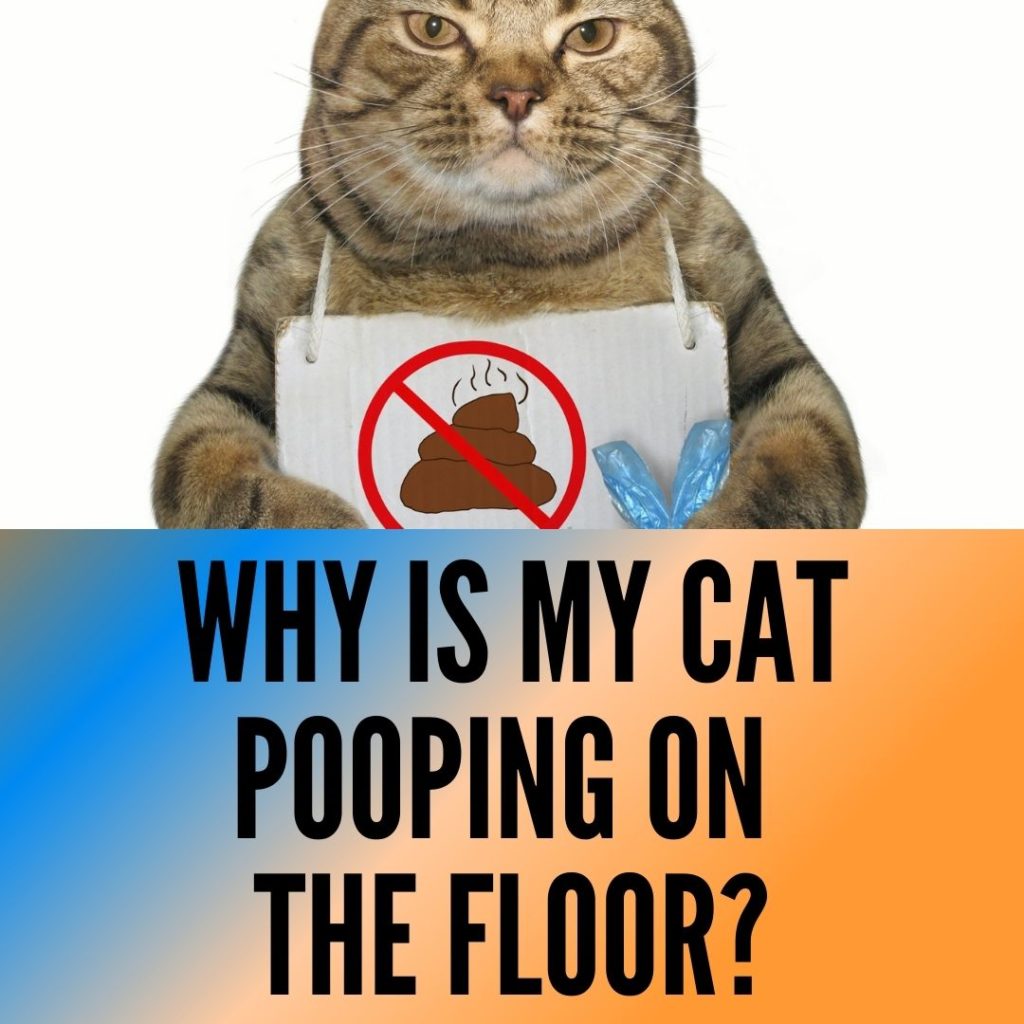 Why is my cat pooping on the floor