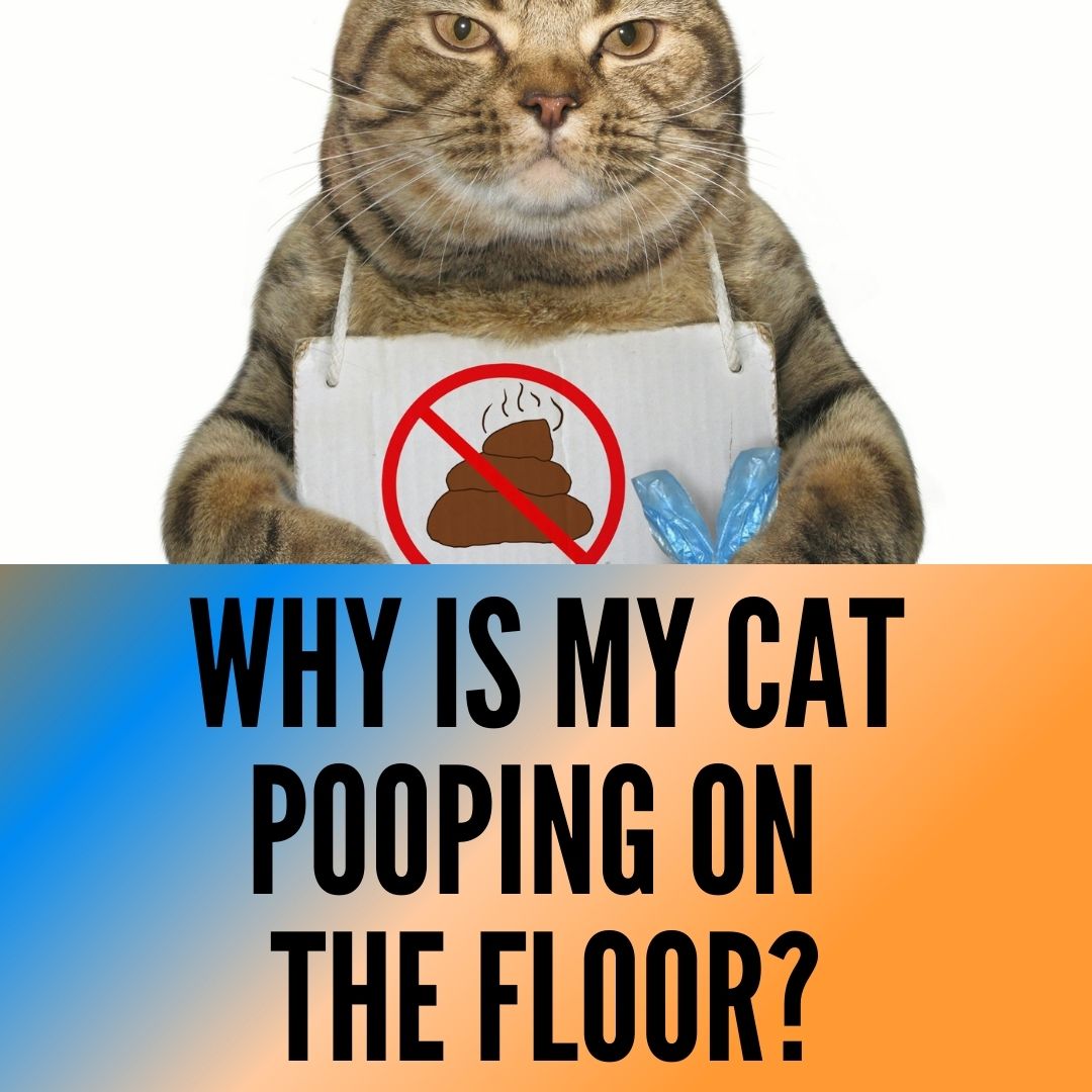 Why Is My Cat Pooping On The Floor 4 Reasons 3 Tips Oxford Pets