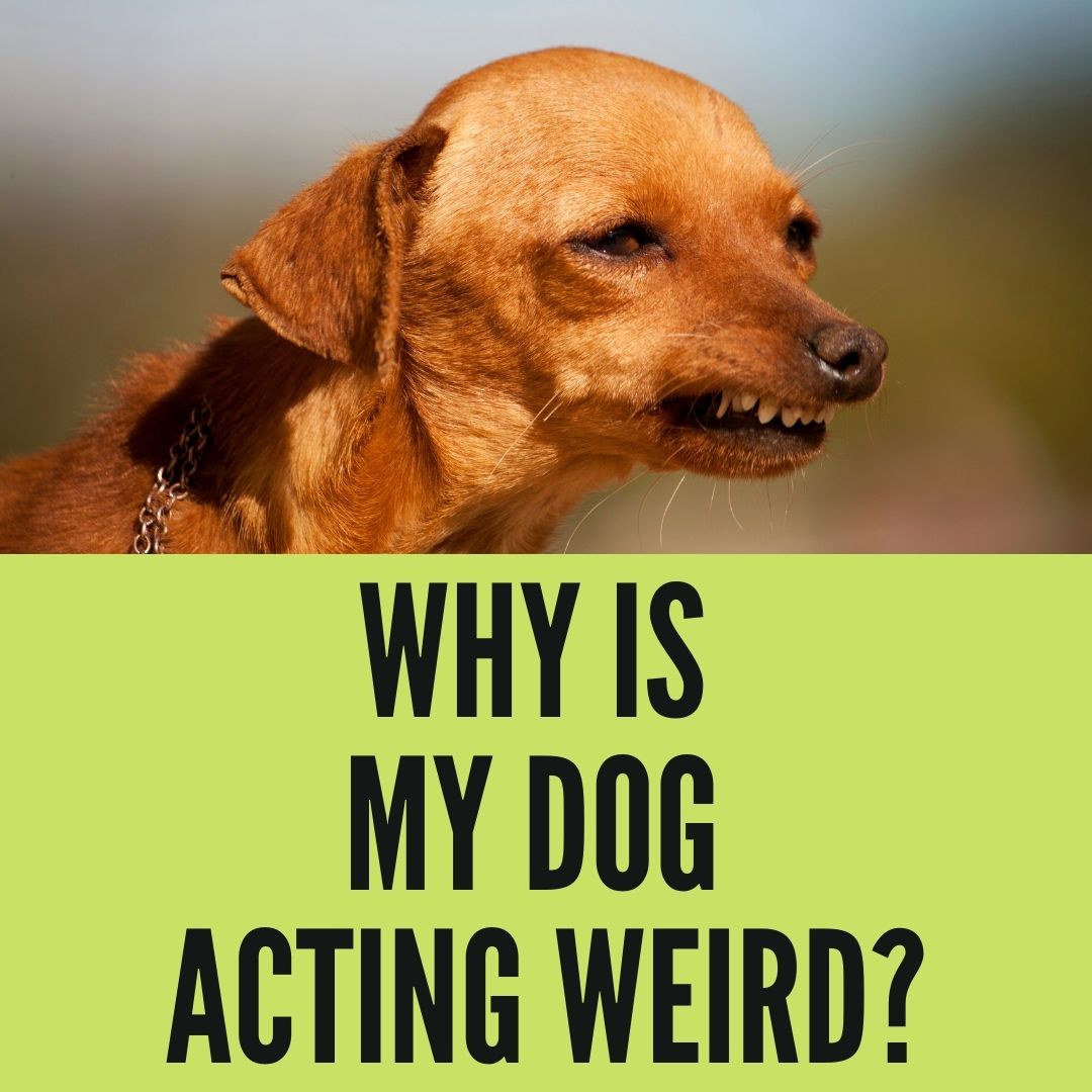 Why is My Dog Acting Weird? (12 Logical Reasons Explained) - Oxford Pets