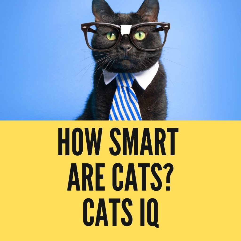 All About Cats IQ ? 5 Cat Intelligence Secrets