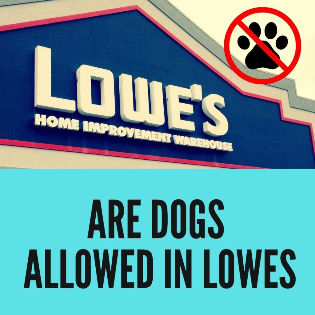 Are dogs allowed in Lowes