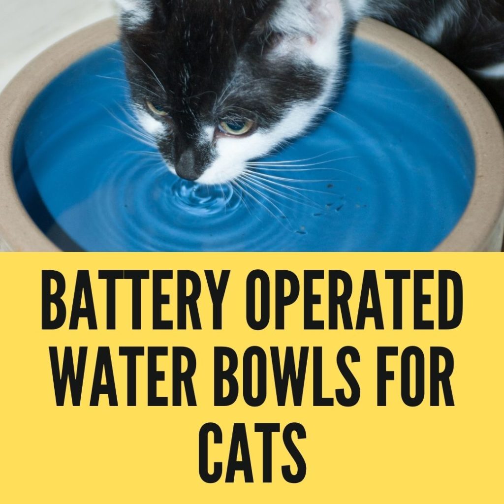 battery operated water bowls for cats