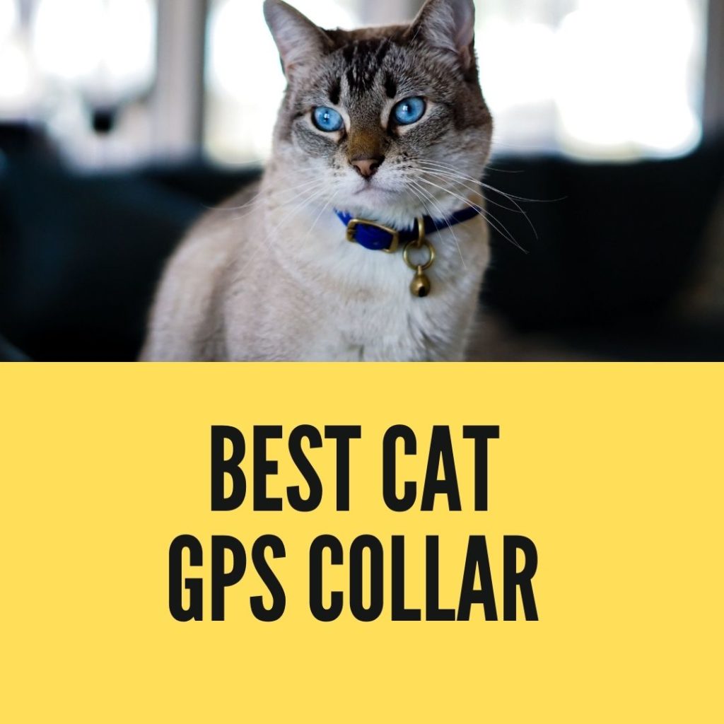 best cat gps collar