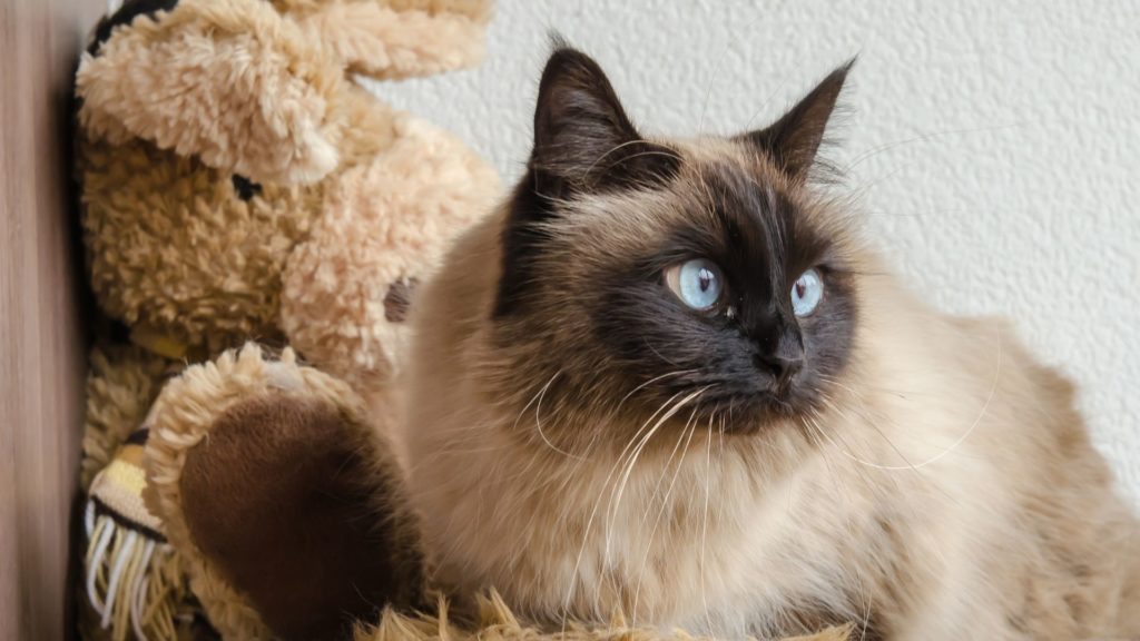 Birman cat