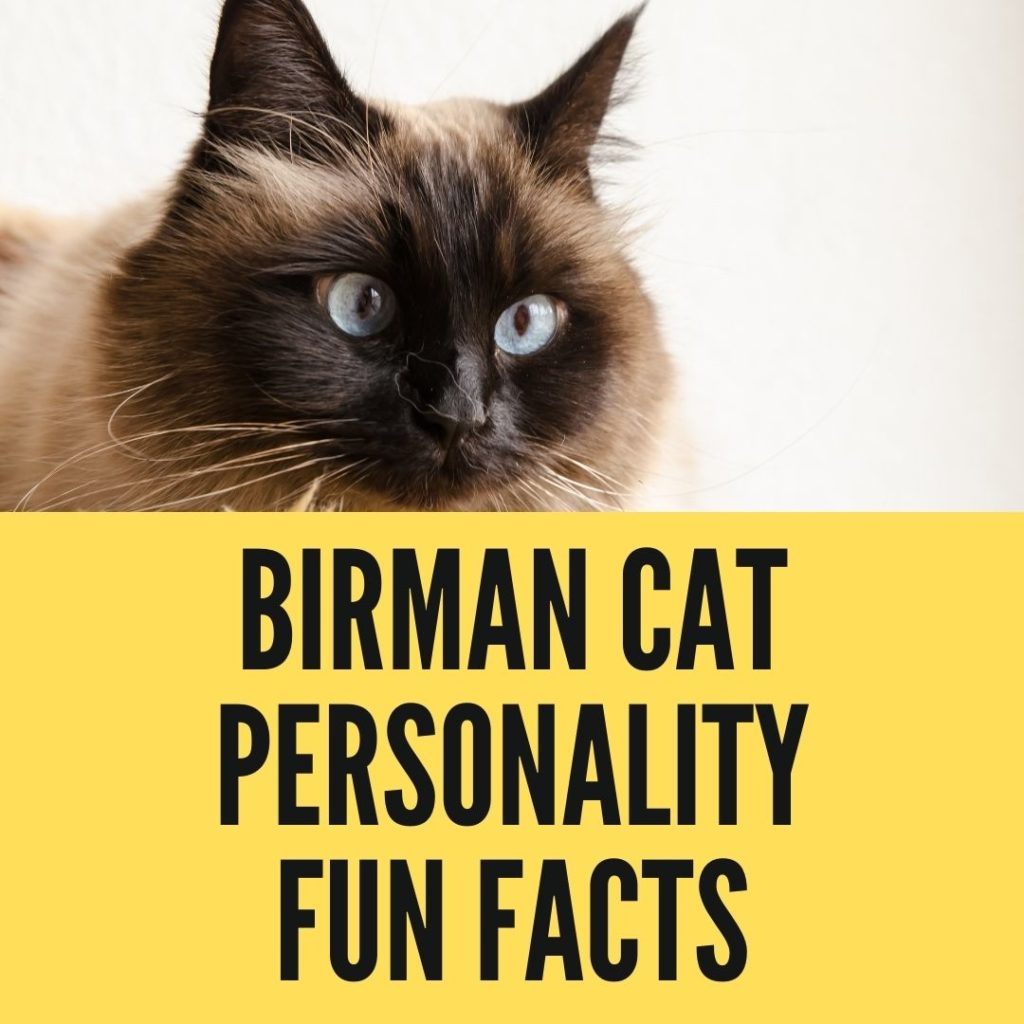 birman cat personality