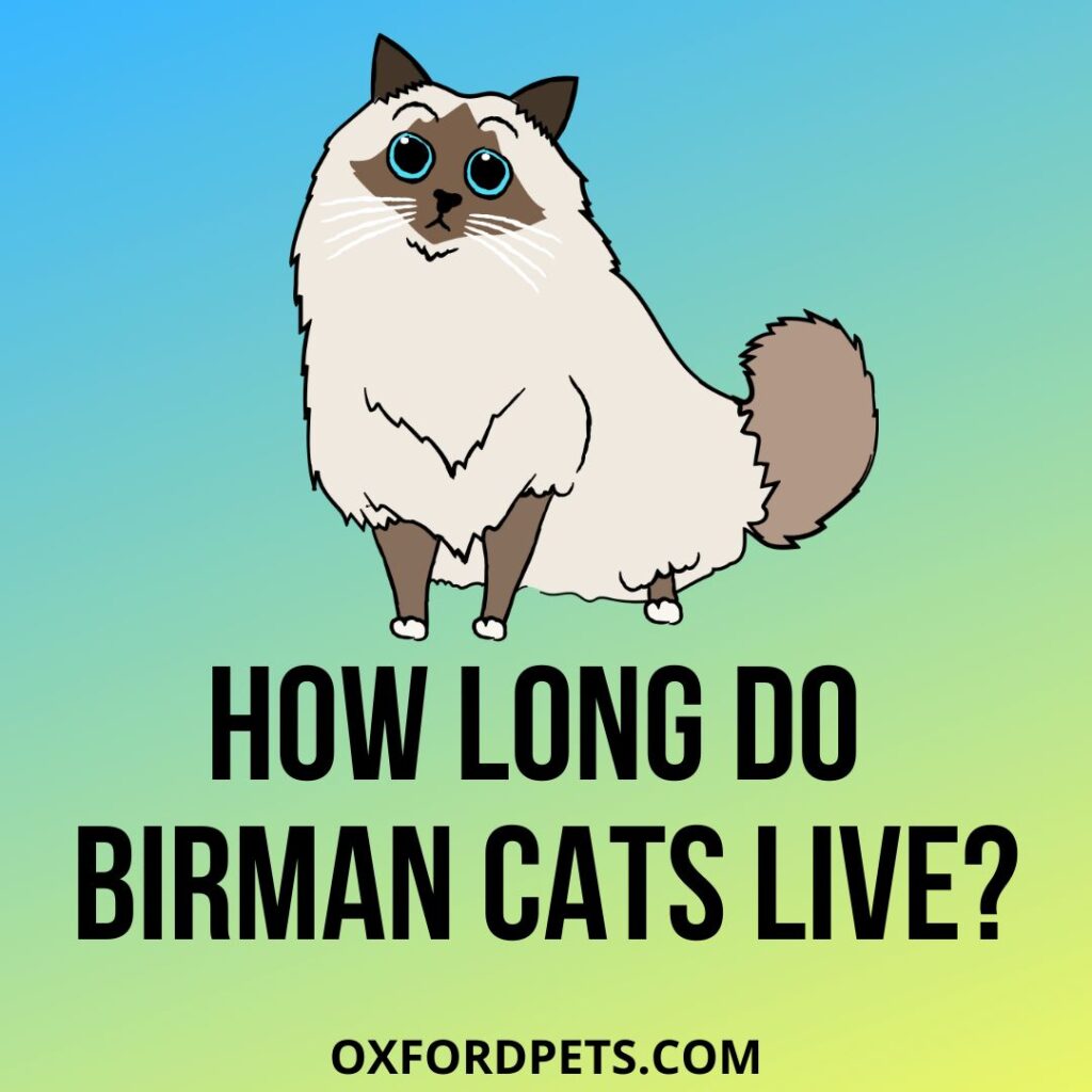 birman cats lifespan