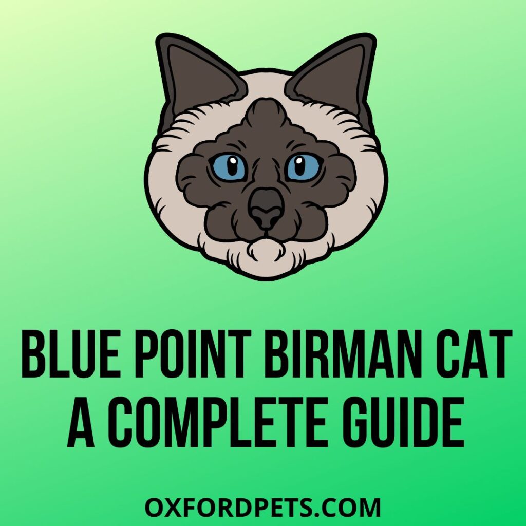 Blue Point Birman Cat