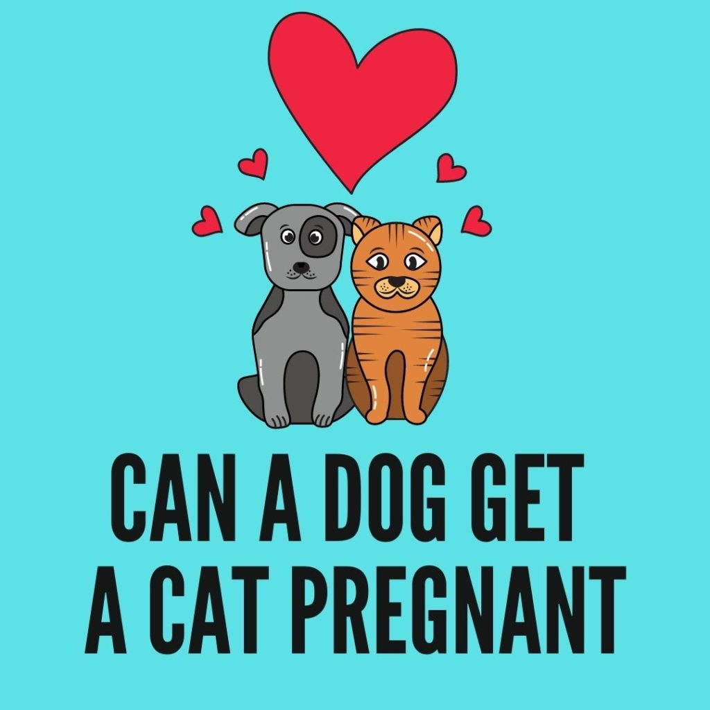 Can A Dog Get A Cat Pregnant? Can Dogs and Cats Breed?