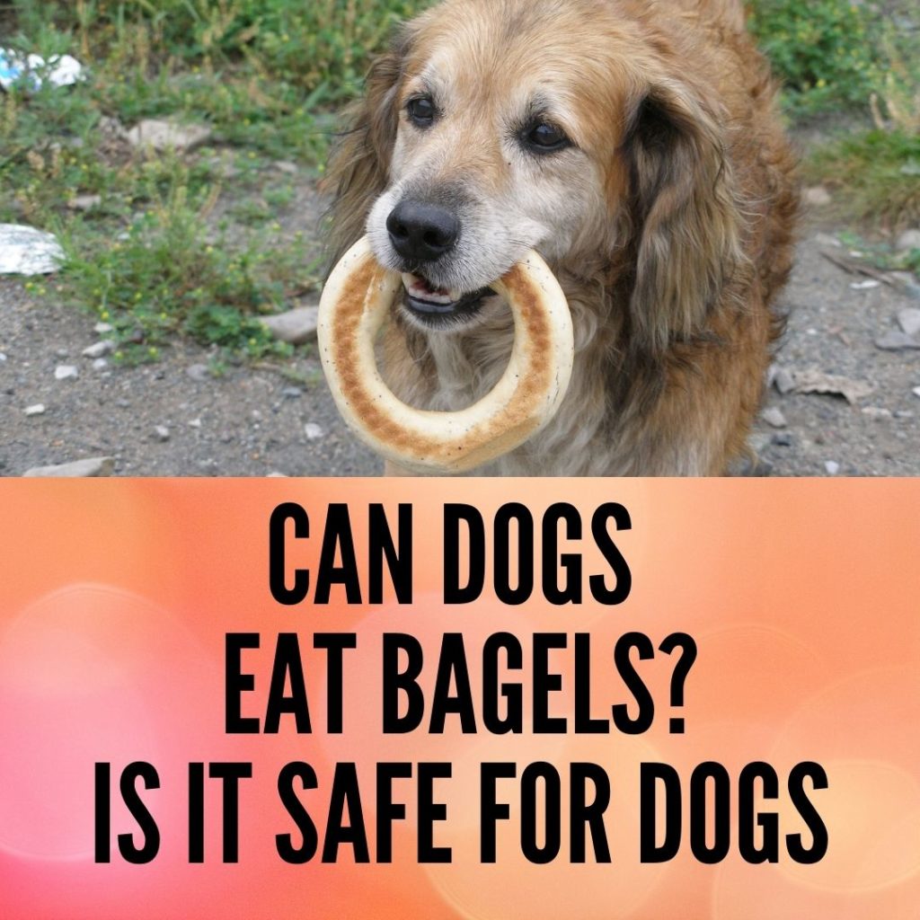 are-blueberry-bagels-bad-for-dogs