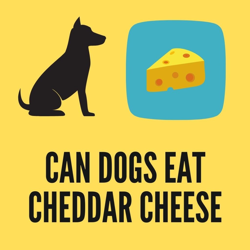Can dogs eat cheddar cheese? Which cheese is Safe?