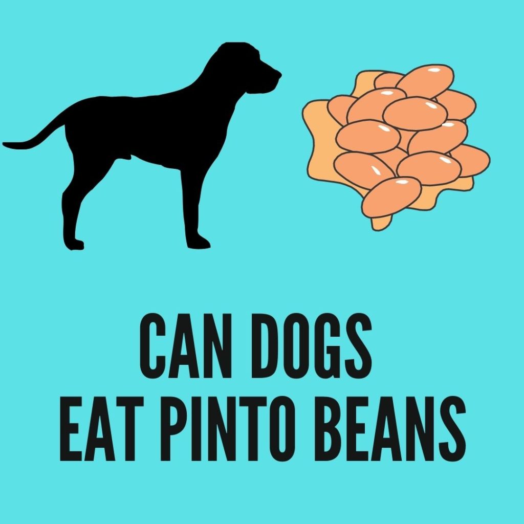 can dogs eat pinto beans
