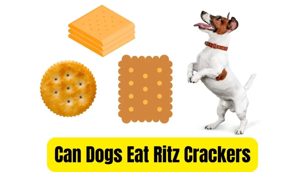 can dogs eat ritz crackers