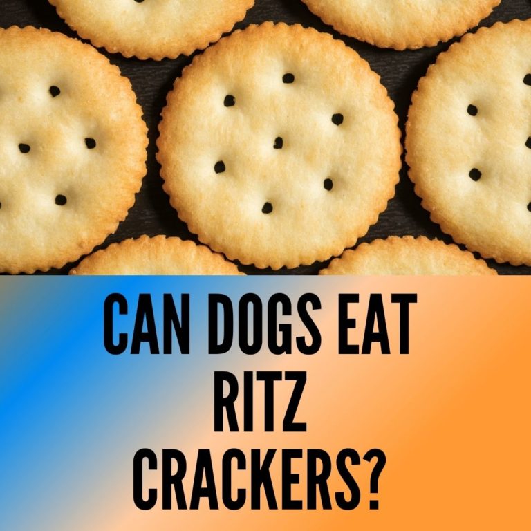 Can Dogs Eat Ritz Crackers? Which ones are Safe? Oxford Pets