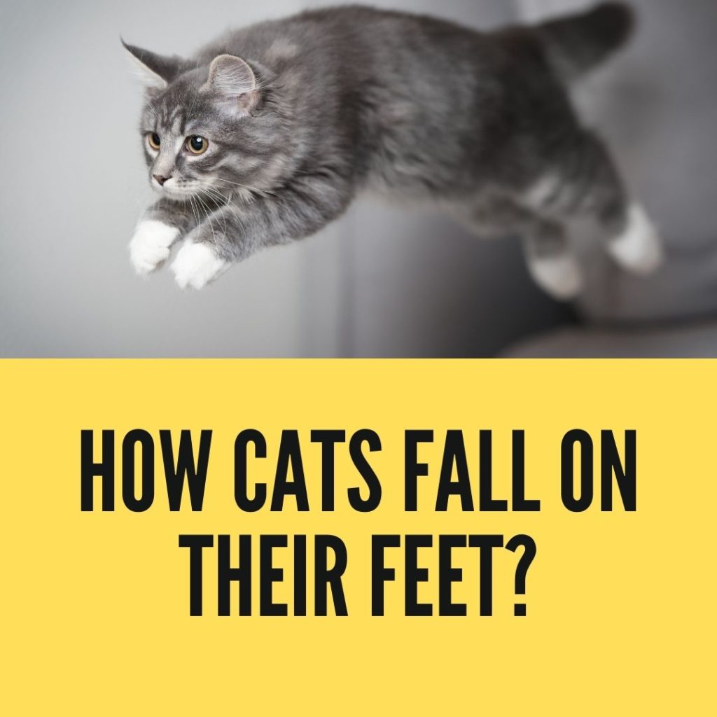 How Cats Fall on Their Feet