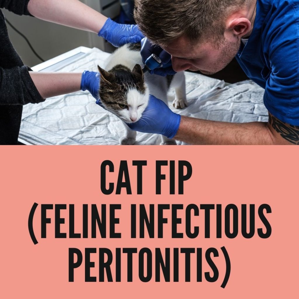 cats fip disease Feline leukemia virus