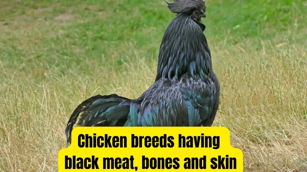 chicken breeds with black meat